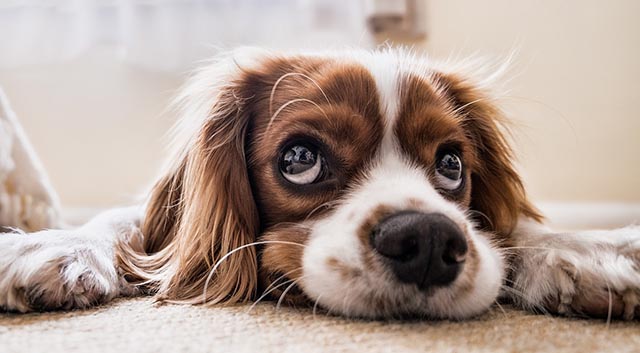 您的内部指南：什么是竞争环境分析？