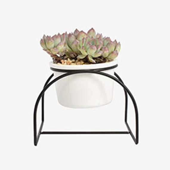 某某某产品展示