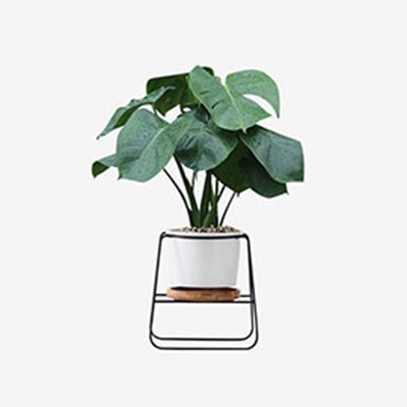 某某某产品展示