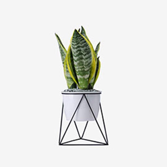 某某某产品展示